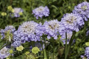 Hello Garden Scabiosa caucasica Alba vaste plant - afbeelding 3