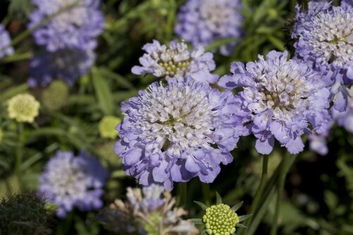 Hello Garden Scabiosa caucasica Alba vaste plant - afbeelding 4