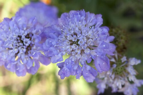 Scabiosa caucasica, in 11cm-pot - afbeelding 2