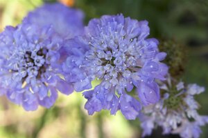 Scabiosa caucasica, in 11cm-pot - afbeelding 2
