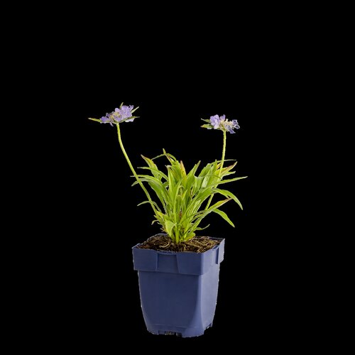 Scabiosa caucasica, in 11cm-pot - afbeelding 1