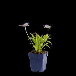 Scabiosa caucasica, in 11cm-pot - afbeelding 1