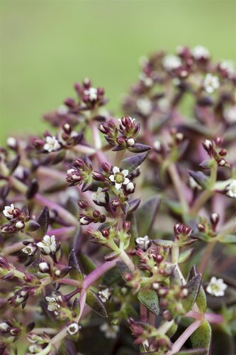 Hello Garden Sedum album bodembedekker - afbeelding 2