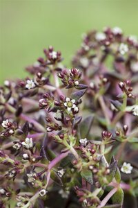 Hello Garden Sedum album bodembedekker - afbeelding 2