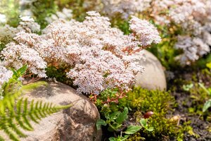 Hello Garden Sedum album bodembedekker - afbeelding 3