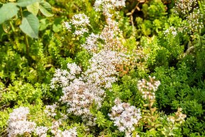 Hello Garden Sedum album bodembedekker - afbeelding 4