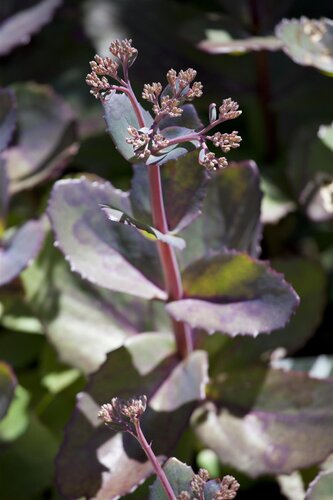 Aster n.-a. 'Purple Dome', in 11cm-pot - afbeelding 2