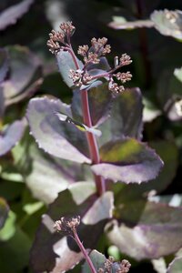 Aster n.-a. 'Purple Dome', in 11cm-pot - afbeelding 2