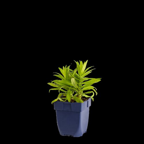 Aster n.-a. 'Purple Dome', in 11cm-pot - afbeelding 1