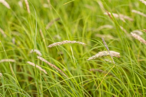 Hello Garden Sesleria autumnalis siergras - afbeelding 2