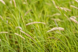 Hello Garden Sesleria autumnalis siergras - afbeelding 2