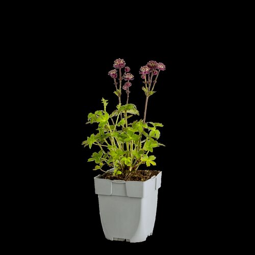 Astrantia maj. 'Claret', in 11cm-pot - afbeelding 1