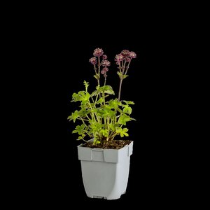 Astrantia maj. 'Claret', in 11cm-pot - afbeelding 1