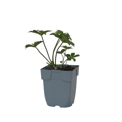 Astrantia maj. 'Claret', in 11cm-pot - afbeelding 2