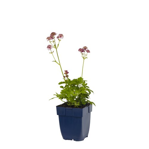 Astrantia maj. 'Primadonna', in 11cm-pot - afbeelding 1