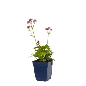 Astrantia maj. 'Primadonna', in 11cm-pot - afbeelding 1