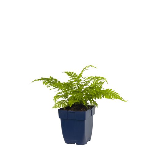 Athyrium filix-femina, in 11cm-pot