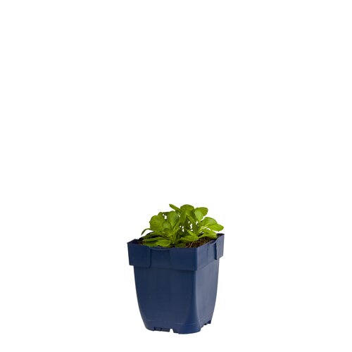 Aubrieta 'Blue Emperor', in 11cm-pot