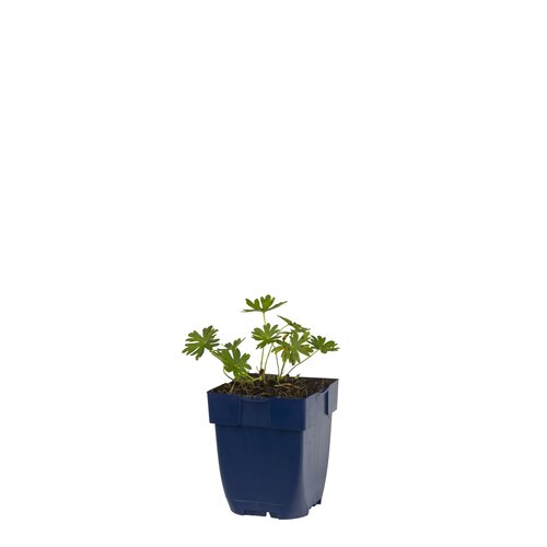 Geranium sang. 'Album', in 11cm-pot