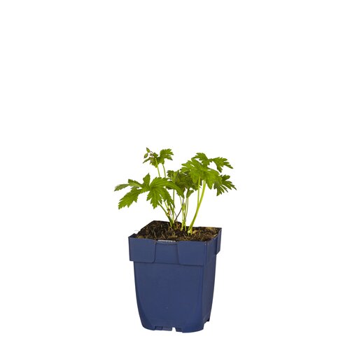 Geranium sylv. 'Mayflower', in 11cm-pot