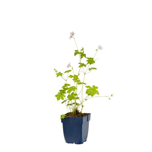 Geranium versicolor, in 11cm-pot
