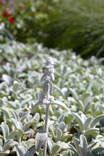 Stachys byz. 'Silver Carpet', in 11cm-pot - afbeelding 2
