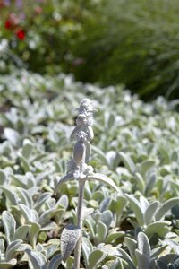 Stachys byz. 'Silver Carpet', in 11cm-pot - afbeelding 2