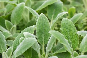 Stachys byz. 'Silver Carpet', in 11cm-pot - afbeelding 4