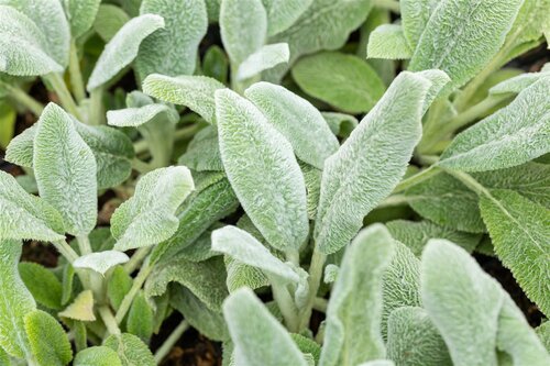 Stachys byz. 'Silver Carpet', in 11cm-pot - afbeelding 5