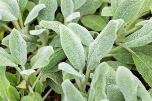 Stachys byz. 'Silver Carpet', in 11cm-pot - afbeelding 5