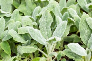 Stachys byz. 'Silver Carpet', in 11cm-pot - afbeelding 6