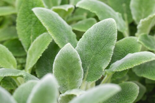 Stachys byz. 'Silver Carpet', in 11cm-pot - afbeelding 3