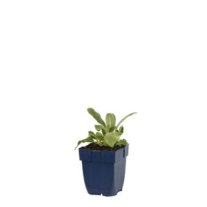 Stachys byz. 'Silver Carpet', in 11cm-pot - afbeelding 1