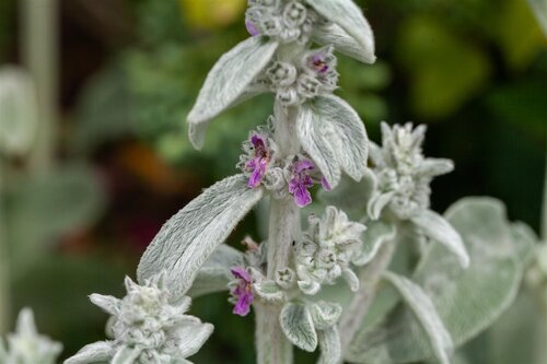 Hello Garden Stachys byzantina vaste plant - afbeelding 2