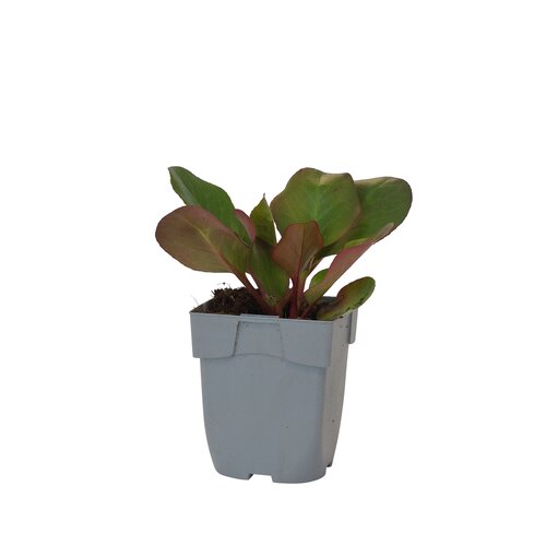 Bergenia 'Ouverture', in 11cm-pot