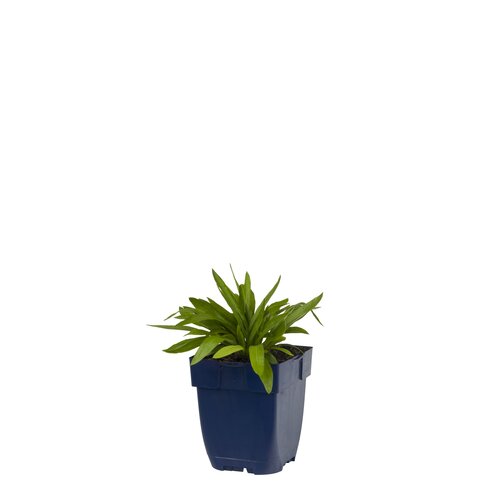 Hello Garden Stachys monieri Hummelo vaste plant