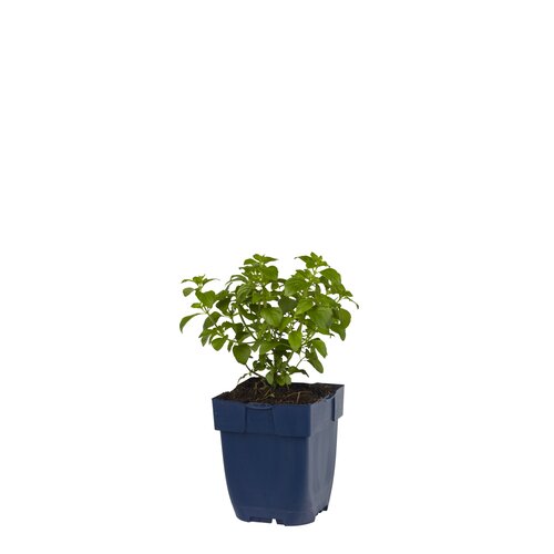 Hello Garden Stachys monieri Hummelo vaste plant