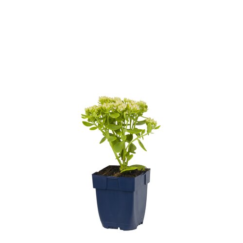 Sedum spectabile 'Star Dust', in 11cm-pot