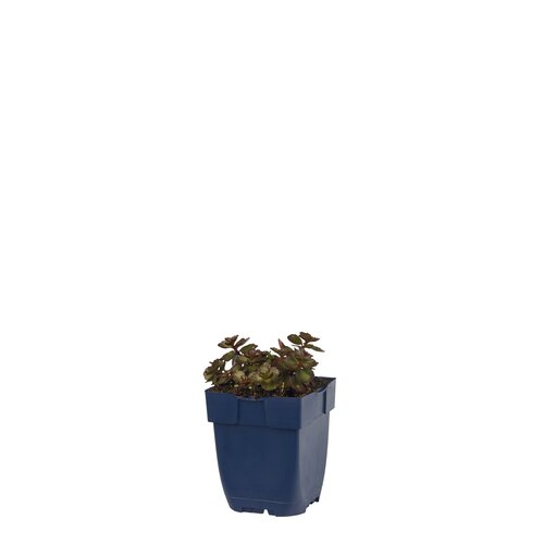 Sedum spur. 'Fuldaglut', in 11cm-pot