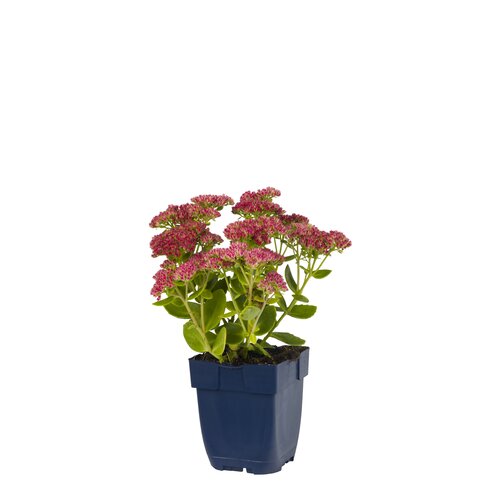 Sedum 'Herbstfreude', in 11cm-pot