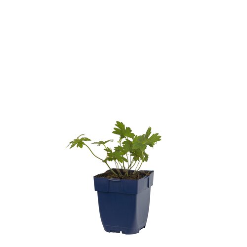Hello Garden Symphytum grandiflorum vaste plant