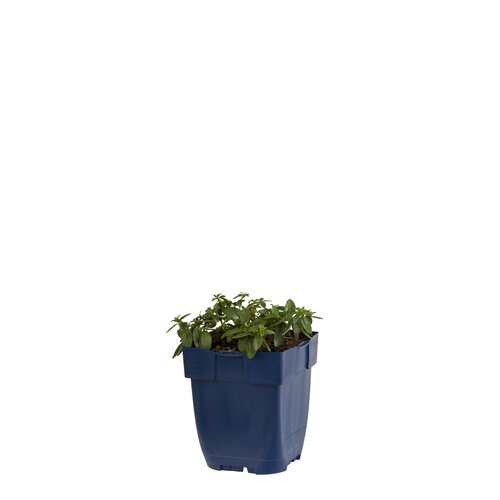 Hello Garden Teucrium chamaedrys Nanum vaste plant - afbeelding 1