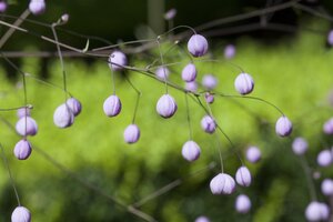 Thalictrum delavayi, in 11cm-pot - afbeelding 2