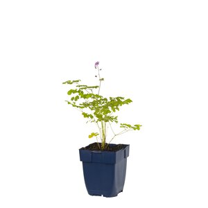 Thalictrum delavayi, in 11cm-pot - afbeelding 1