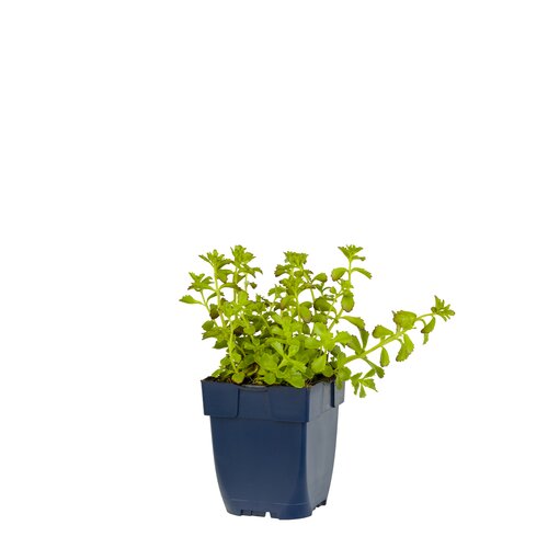 Sedum selskianum, in 11cm-pot