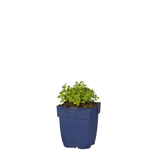 Sedum oreganum, in 11cm-pot