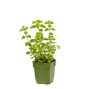 Origanum vulgare, in 11cm-pot - afbeelding 1