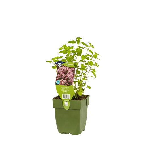 Origanum vulgare, in 11cm-pot - afbeelding 2