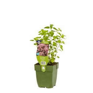 Origanum vulgare, in 11cm-pot - afbeelding 2