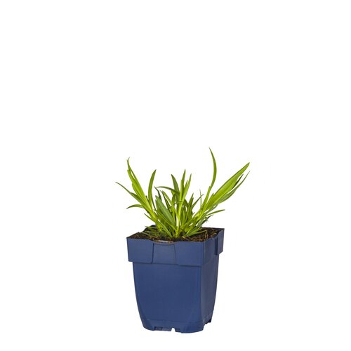 Hello Garden Trachystemon orientalis vaste plant